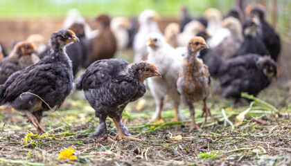 Portrait of a little chicken on the farm.