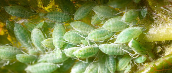 Close-up of aphids on a tree leaf.