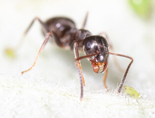 Close-up of an ant on a tree leaf.
