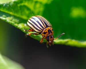 Close-up of Colorado potato beetle on potato leaves.