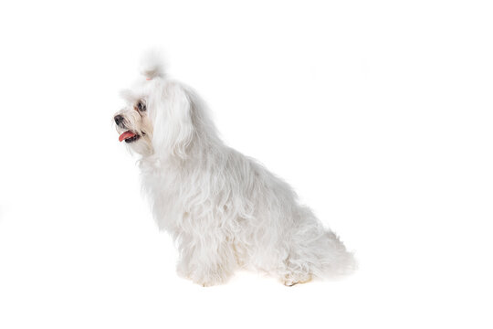 Beautiful and cute white bichon maltese dog over isolated background. Studio shoot of purebreed bichon puppy.
