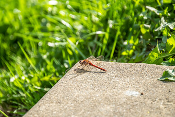 Close up of Common Darter dragonfly - sympetrum striolatum - in County Donegal - Ireland.