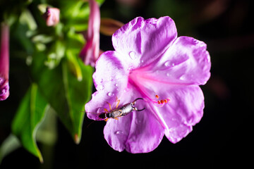 Insect and flower