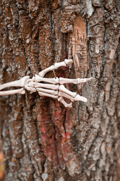 Terrible skeleton hand against the background of an old withered tree. Gloomy autumn forest. Halloween, autumn holiday concept 