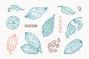 Cocoa Beans and Leaves Vector Set. Cacao Pods Raw Fruits. Hand drawn illustration. White Fill Color