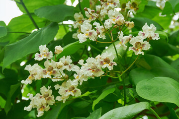 Catalpa