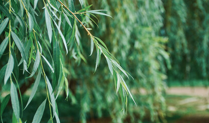Willow tree