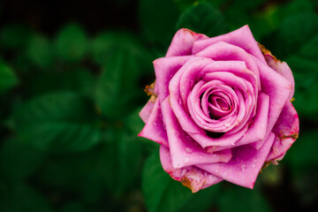 Beautiful pink rose and green leaves in the garden with copy space, sign of love