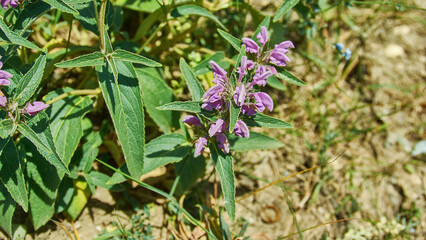 Phlomis taurica