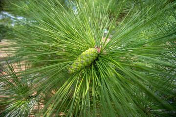 Obraz premium pine tree branches