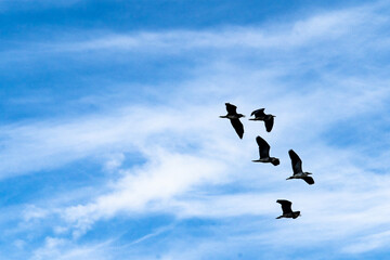 silhouette flying bird on blue sky.
