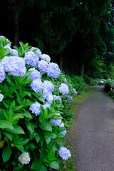 雨上がりの紫陽花のある風景(Hydrangea after rain)