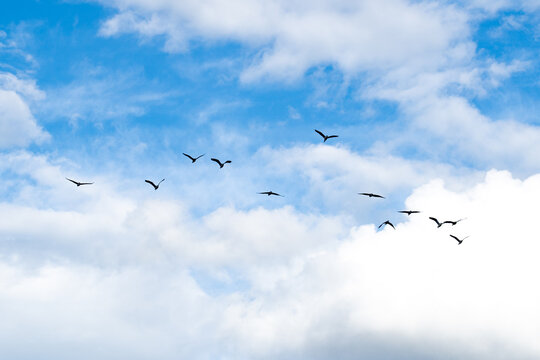 silhouette flying bird on blue sky.