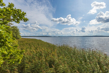 Fototapeta na wymiar Beautiful view on lake on summer day. Green tall grass and blue sky with snow white clouds. Amazing nature landscape background. Sweden, Europe. 