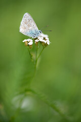 Schmetterling