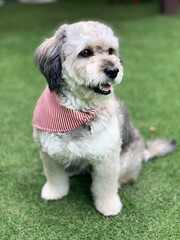 american cocker spaniel