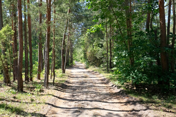 Among the trees of the pine forest is a dirt road
