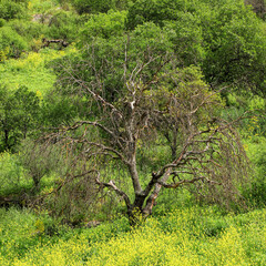Old tree grows on the hill among the blooming meadow of yellow wildflowers of White Mustard 