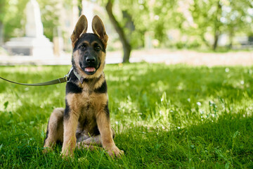 German shepherd puppy on leash sitting at green summer park. Cute little dog walking outdoors with owner. Concept of pets, people and friends.  - Powered by Adobe