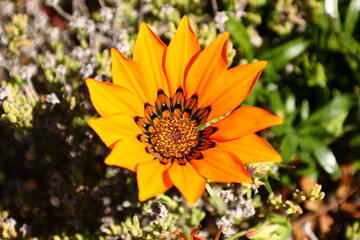 Colourful Gazanias blooming in bright sunlight