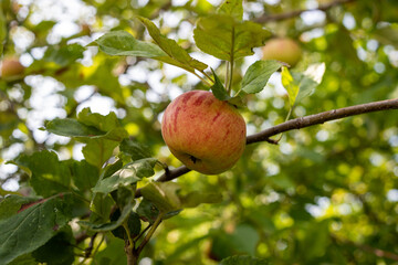 organic food. A Red apple on an apple tree. 