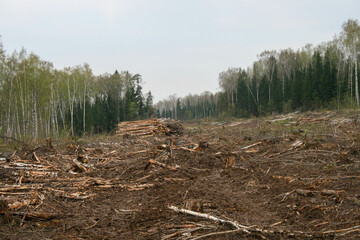 A clearing in a cut-down forest. The destroyed Khimki forest in Russia, the laying of the highway