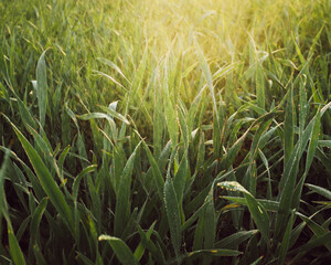 grass and sun