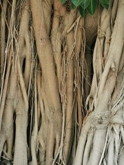 elongated external roots of the rubber tree