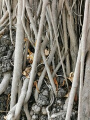 elongated external roots of the rubber tree