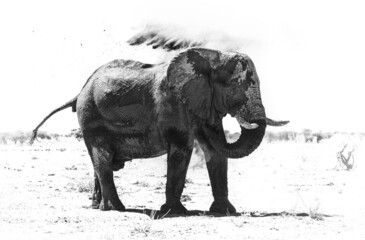 black and white elephant