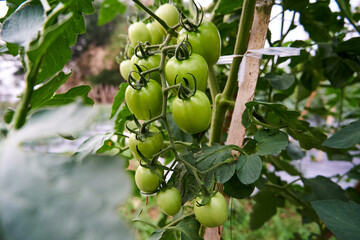 closeup group of beautiful green tomatoes, growing in a fresh tomato garden