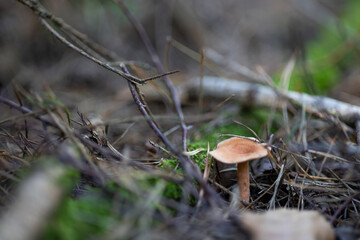 Gymnopus dryophilus in dry leafs