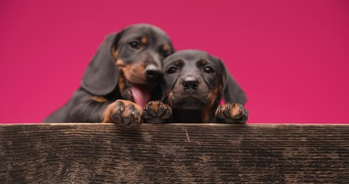 cute teckel dog is teasing his friend and they are both loving each other on pink background