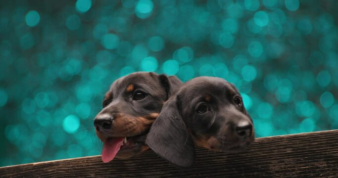adorable couple of teckel puppies embraced on blue background