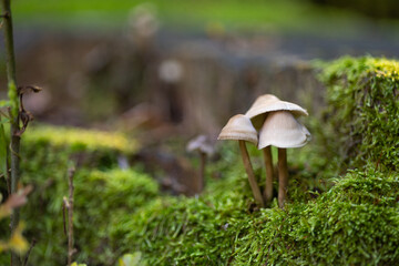Common Bonnet Mycena galericulata in moss on wood.
