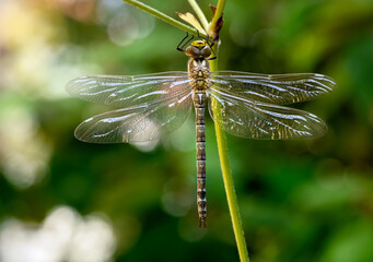 Macro of a dragnonfly