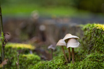 Common Bonnet Mycena galericulata in moss on wood.