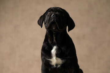 cute cane corso dog looking overhead, being humble