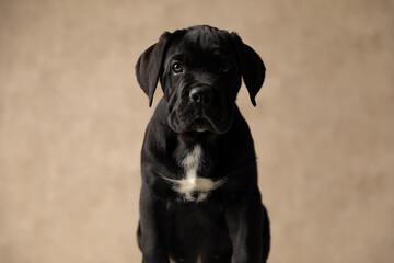cute black cane corso dog looking at the camera