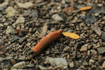 snail on the sand