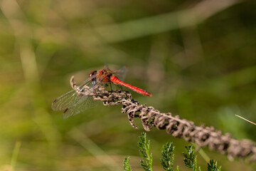 Scarlet dragonfly, red dragonfly, Crocothemis erythraea on branch left
