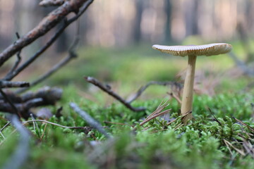 mushroom in the forest