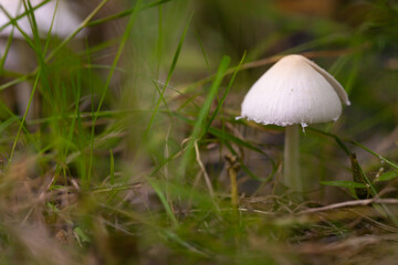 Agaricus augustus in grass.