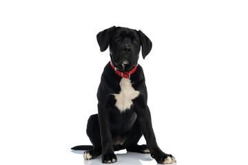 black cane corso puppy wearing red collar and sitting