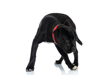 lovely cane corso puppy with red collar looking down and searching