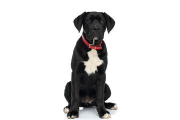cane corso dog with red collar around neck sitting in studio