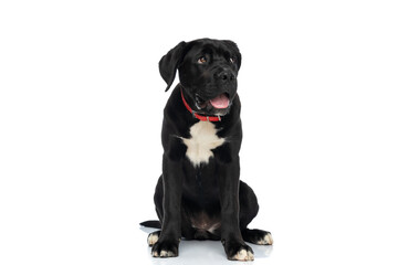 cute cane corso dog with red collar sticking out tongue and looking to side