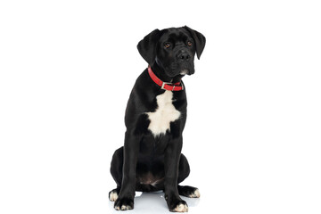 cute cane corso doggy with red collar looking away and sitting