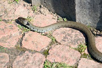 Ringelnatter (Natrix natrix)