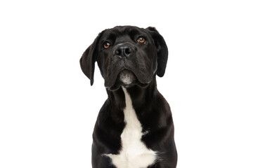 adorable cane corso puppy looking up in studio